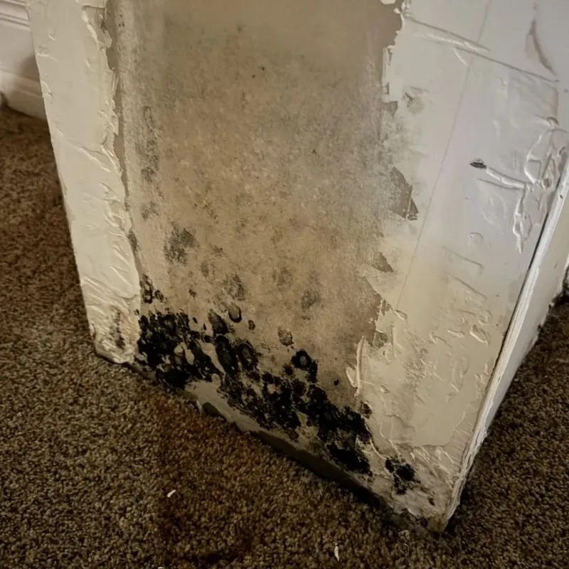 Professional Mold Removal in Stanton, CA